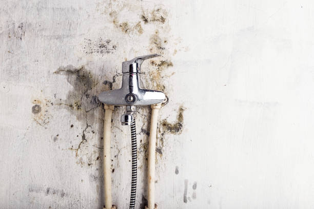 Best Mold Damage Repair  in Strongsville, OH