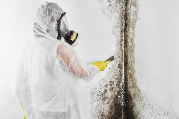 Best Attic Mold Removal  in Strongsville, OH